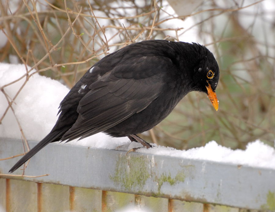 Black Bird