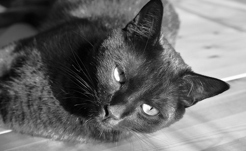 blackcat
