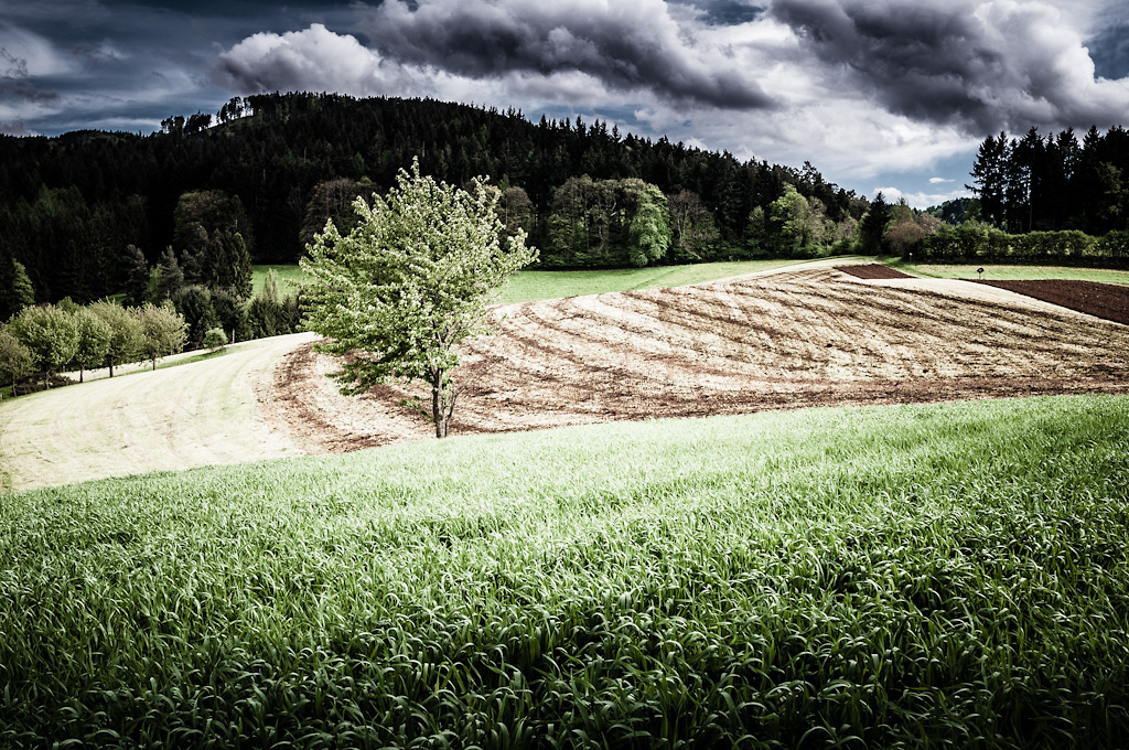 BlackForest_01