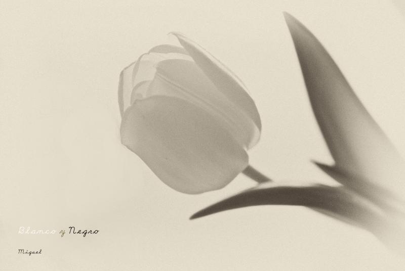blanco y negro