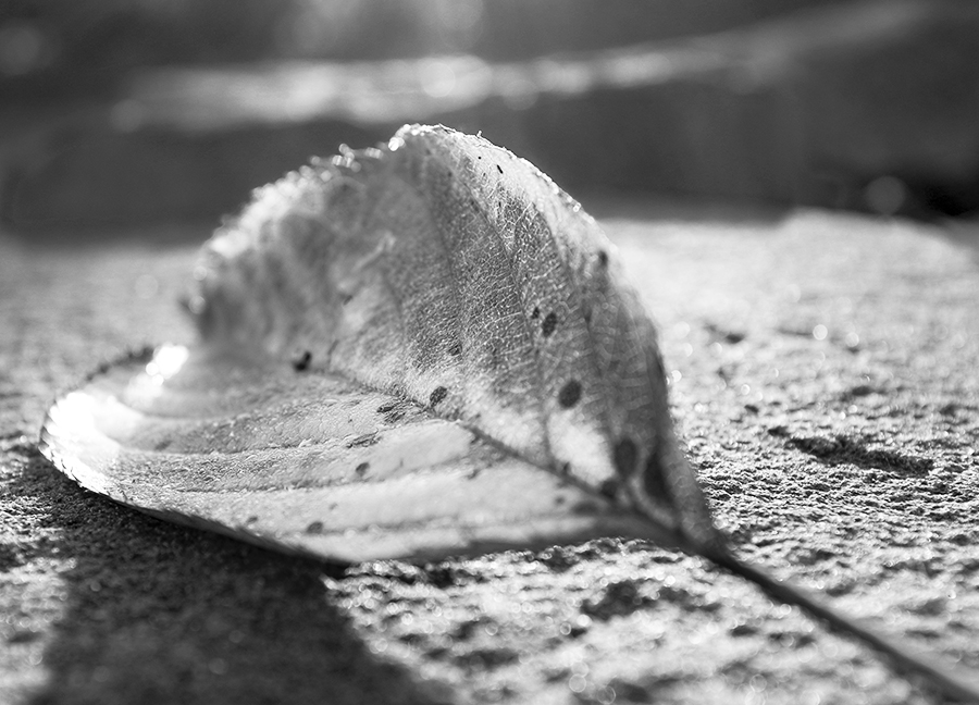 Blatt 1 sw