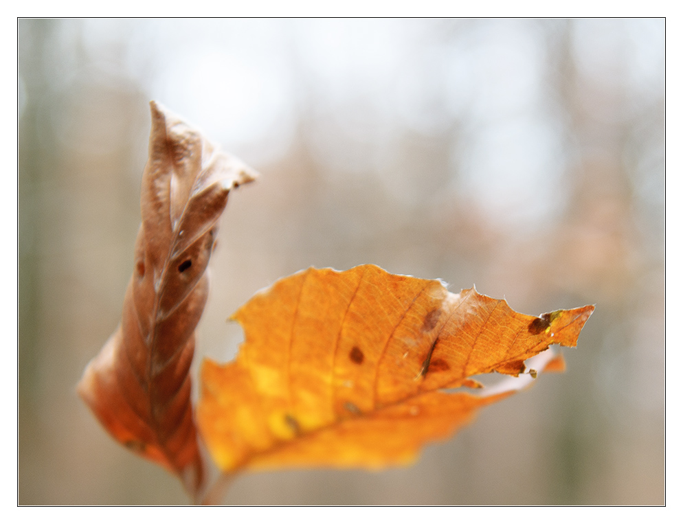 Blatt 1