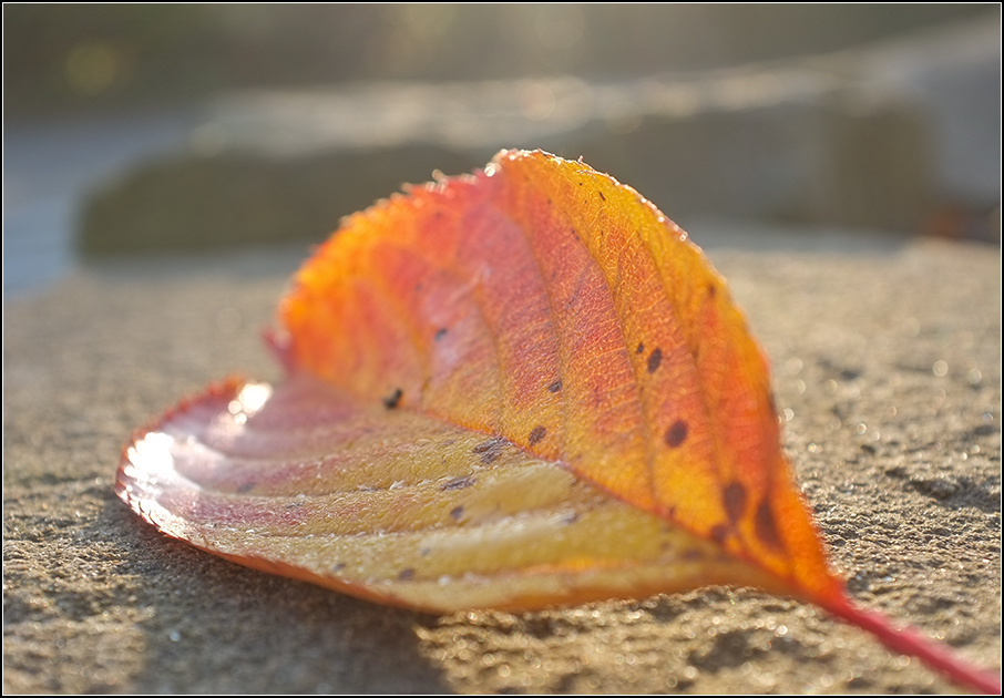 Blatt 1