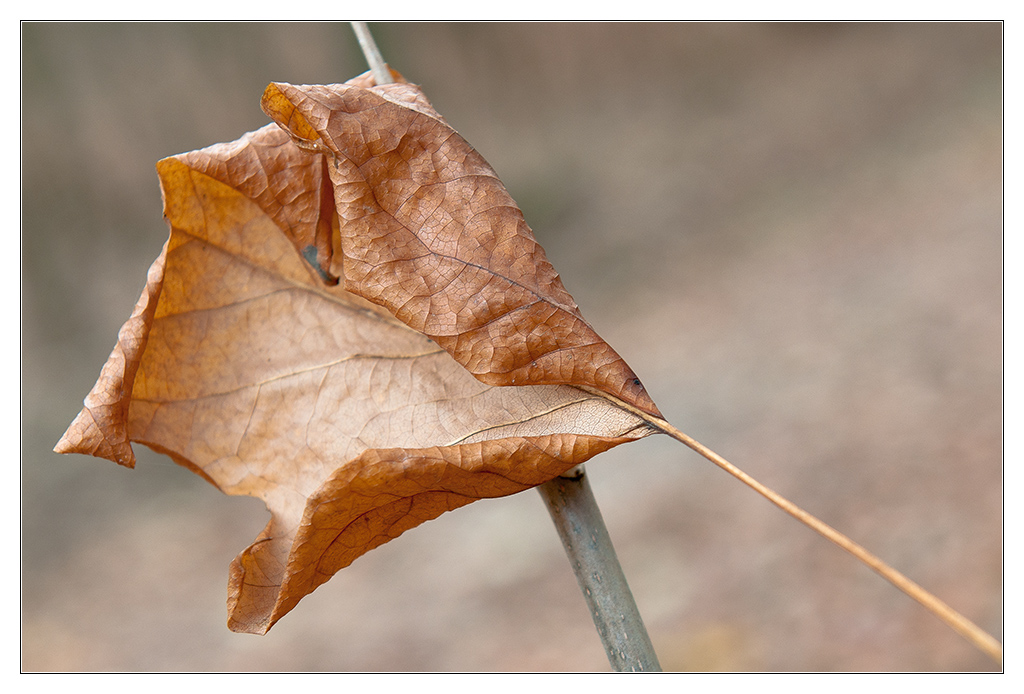 Blatt 3