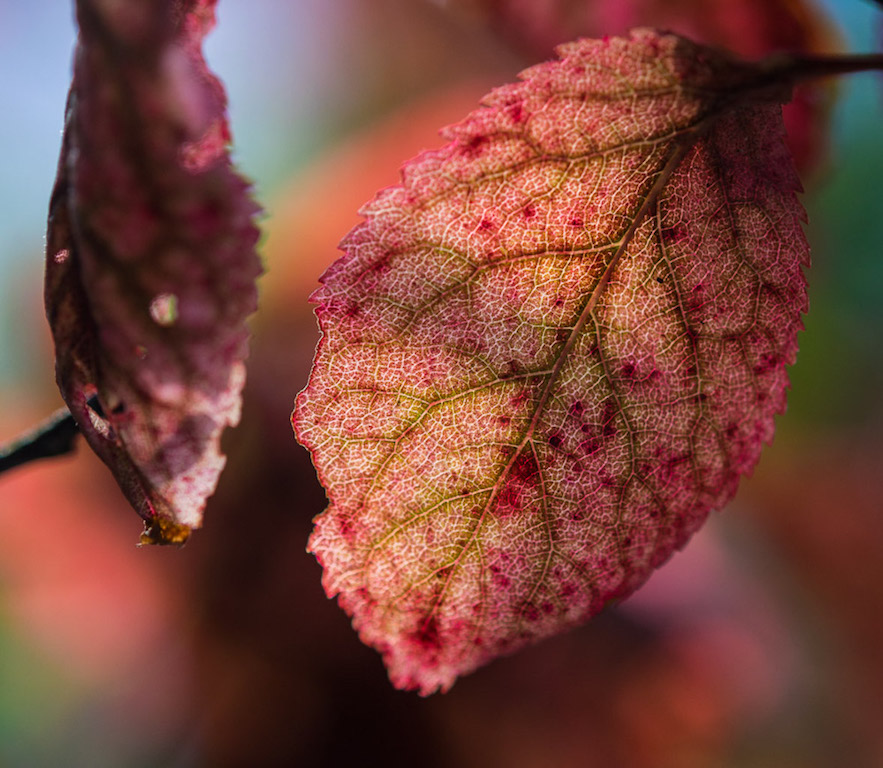 Blatt 4
