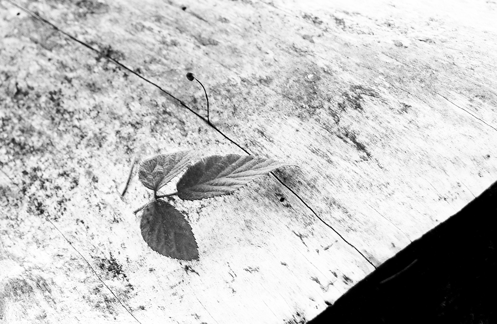 Blatt auf Baumstumpf sw web