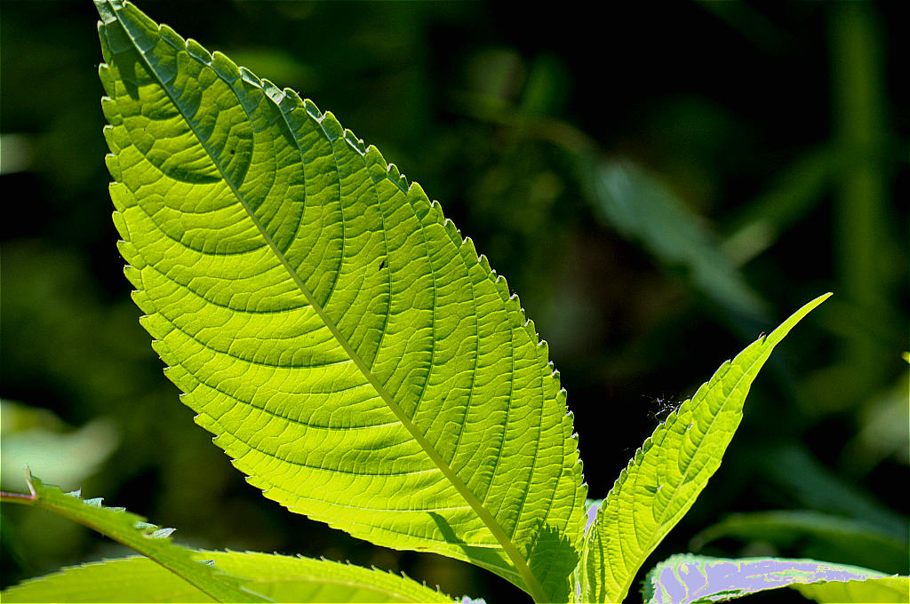 Blatt im gegenlicht