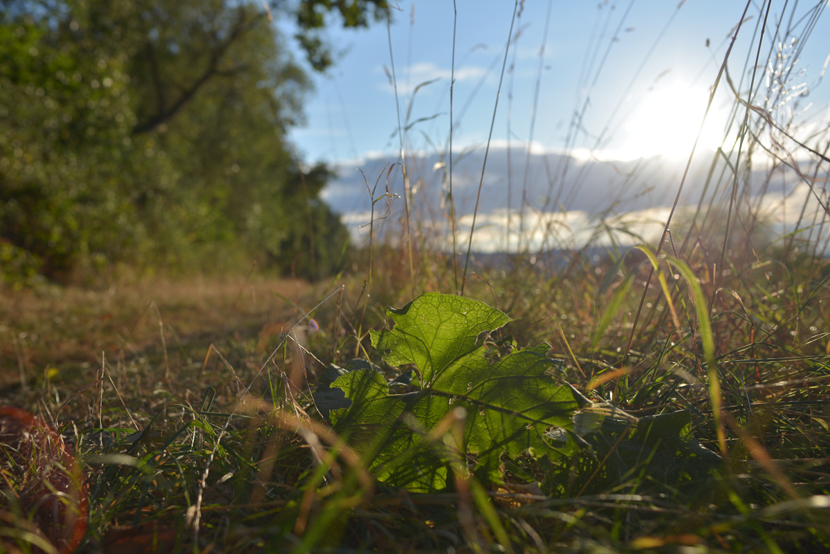 Blatt im Sonnenschein