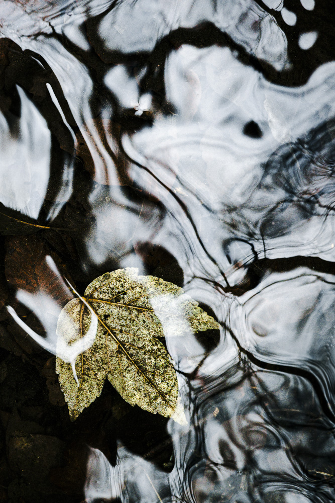 Blatt im Wasser und November