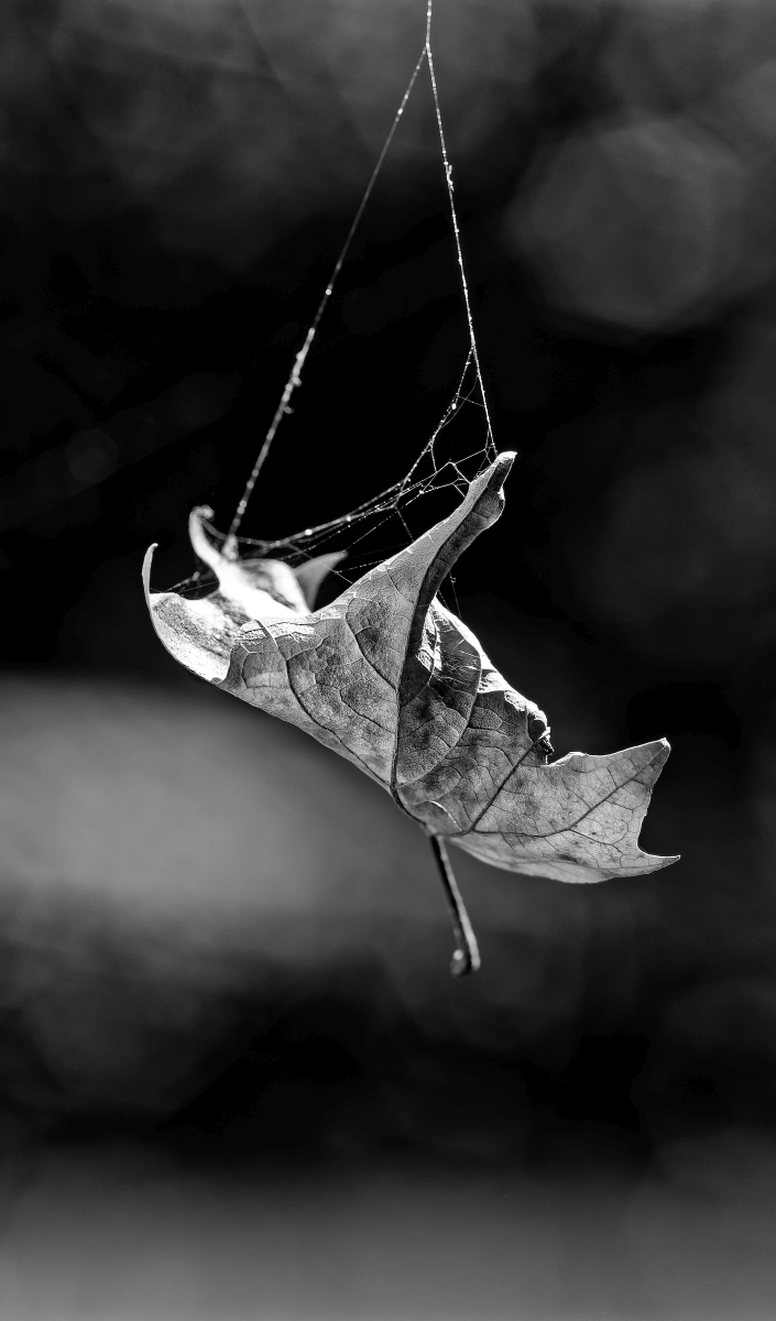 Blatt.jpg
