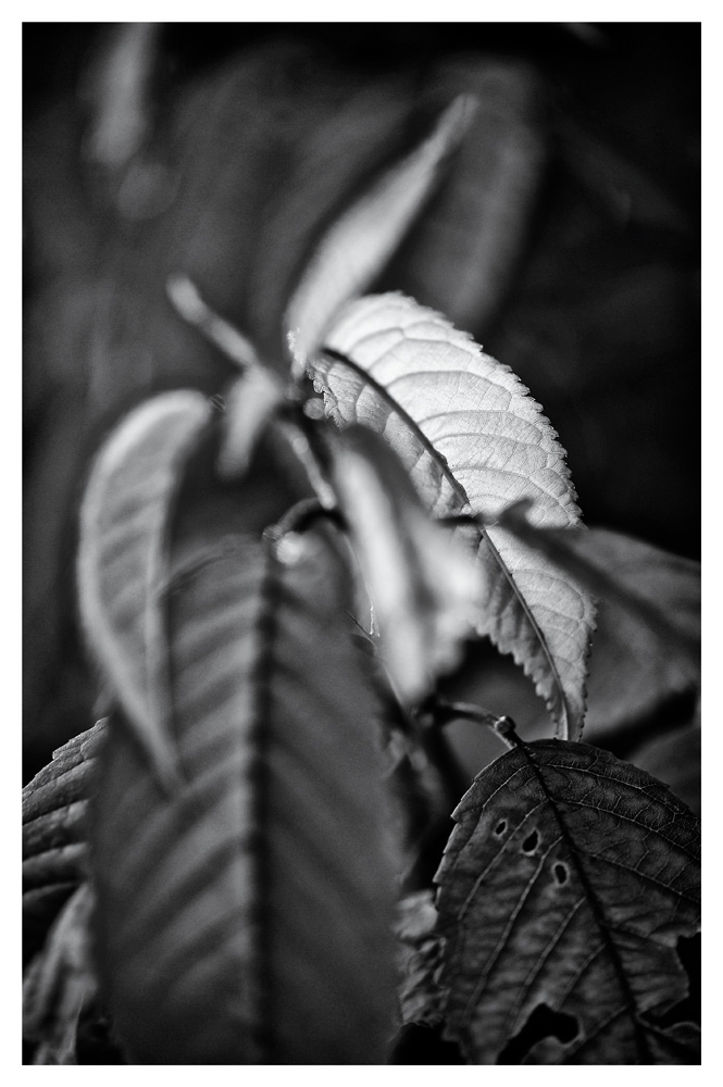 blatt ps