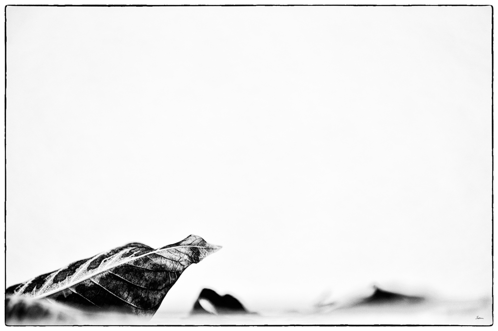 Blatt PZ14597