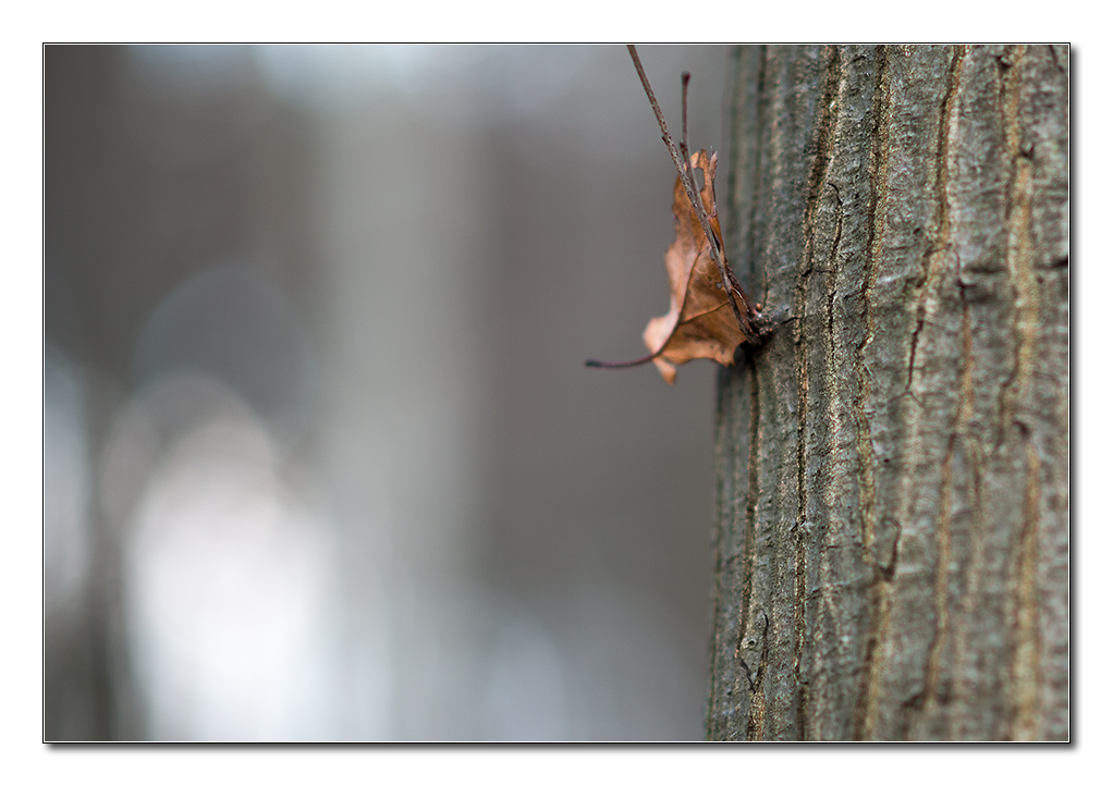 blatt und baum2