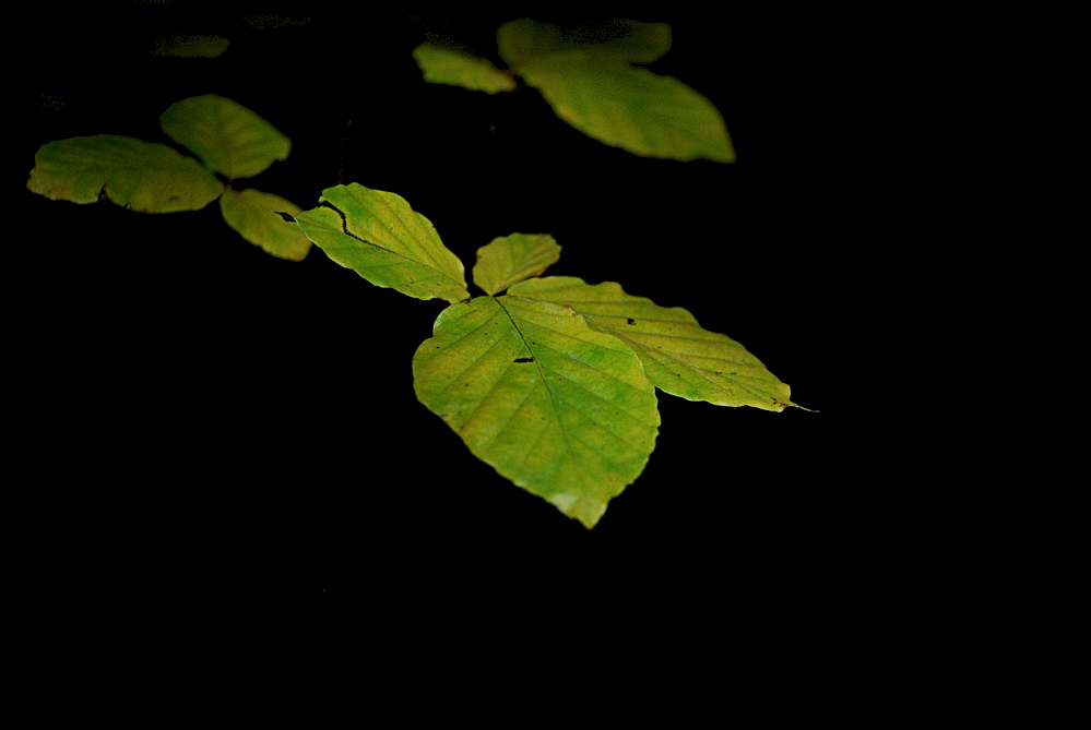 blatt