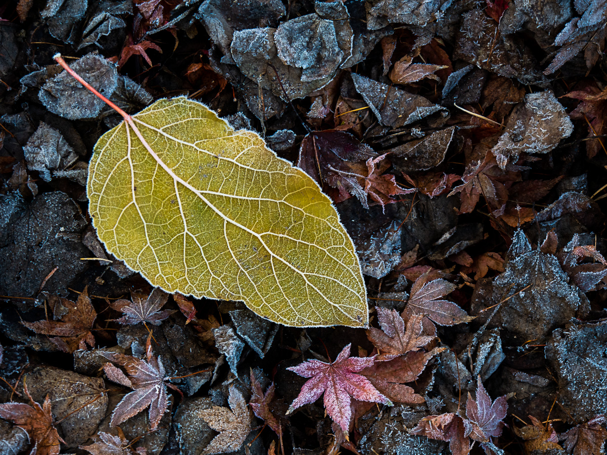 Blatt