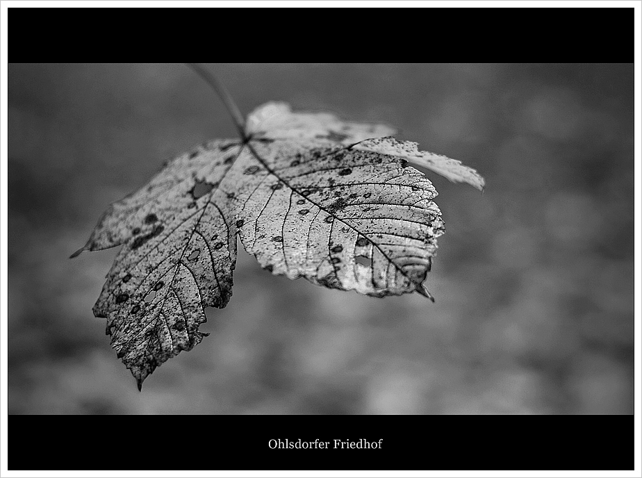 blatt