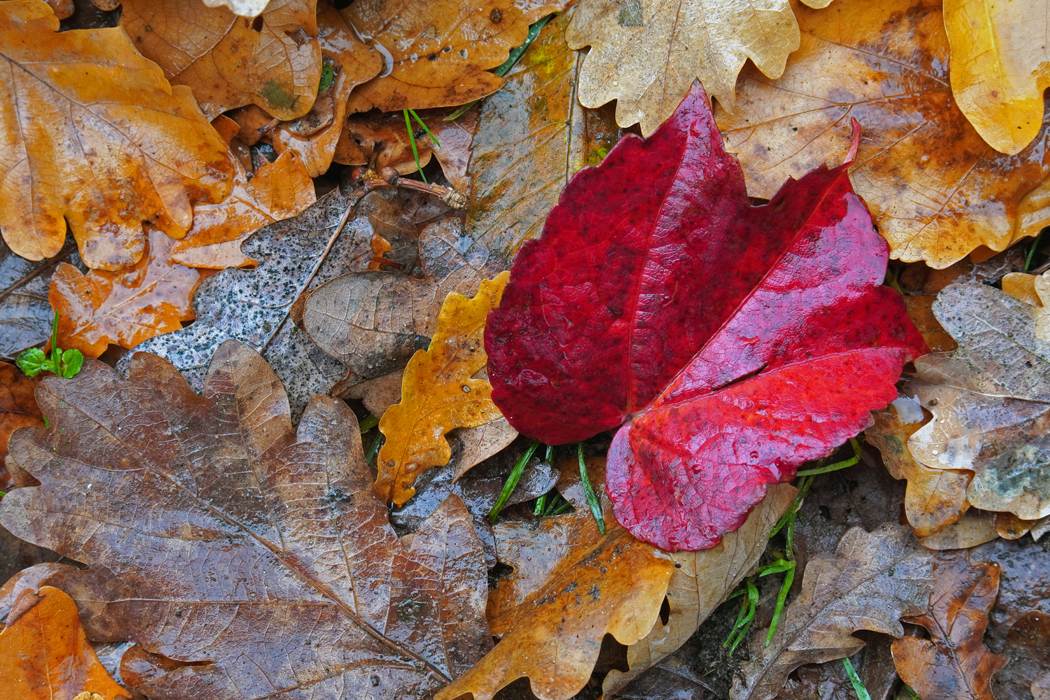blatt_4.jpg