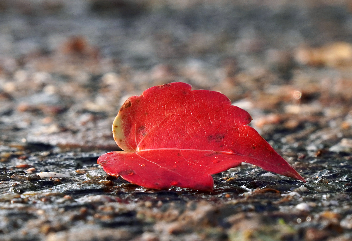 blatt_5.jpg