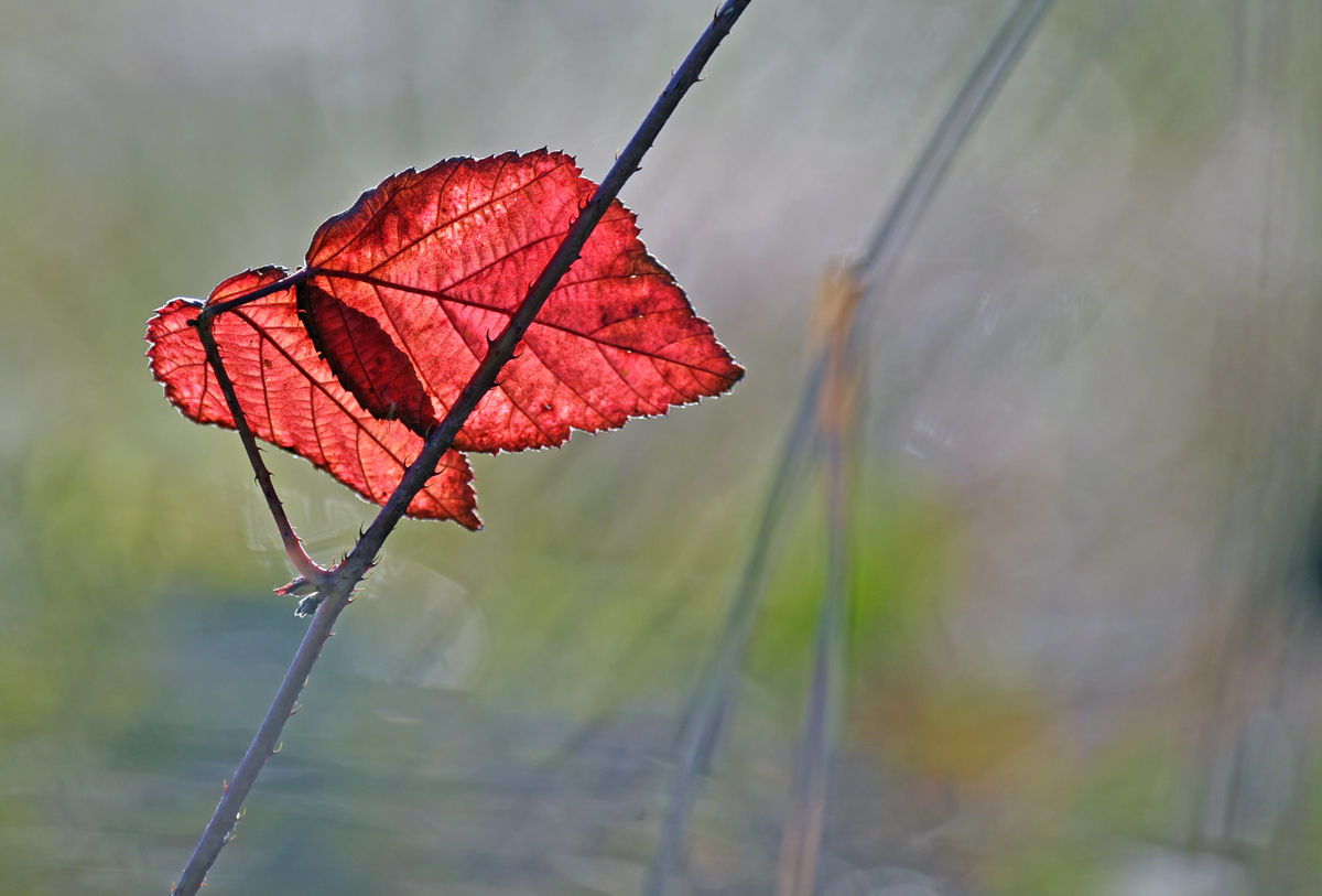 blatt_7.jpg