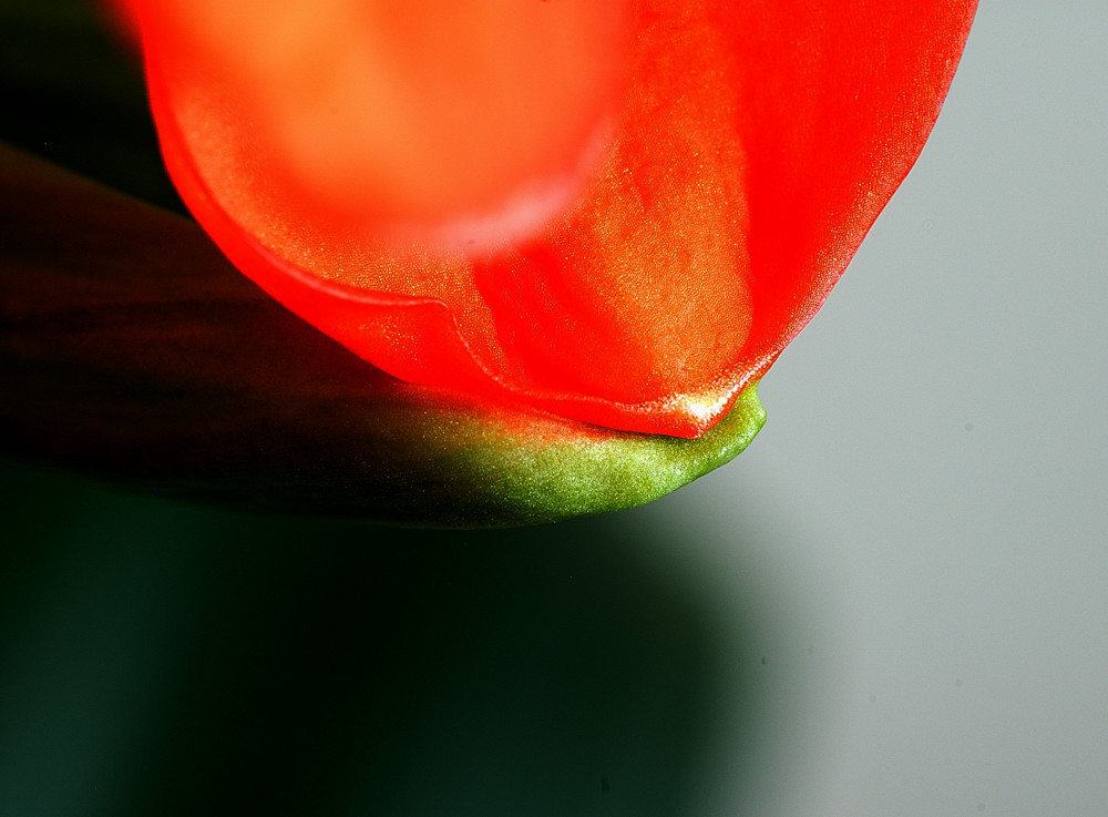 Blattdetail