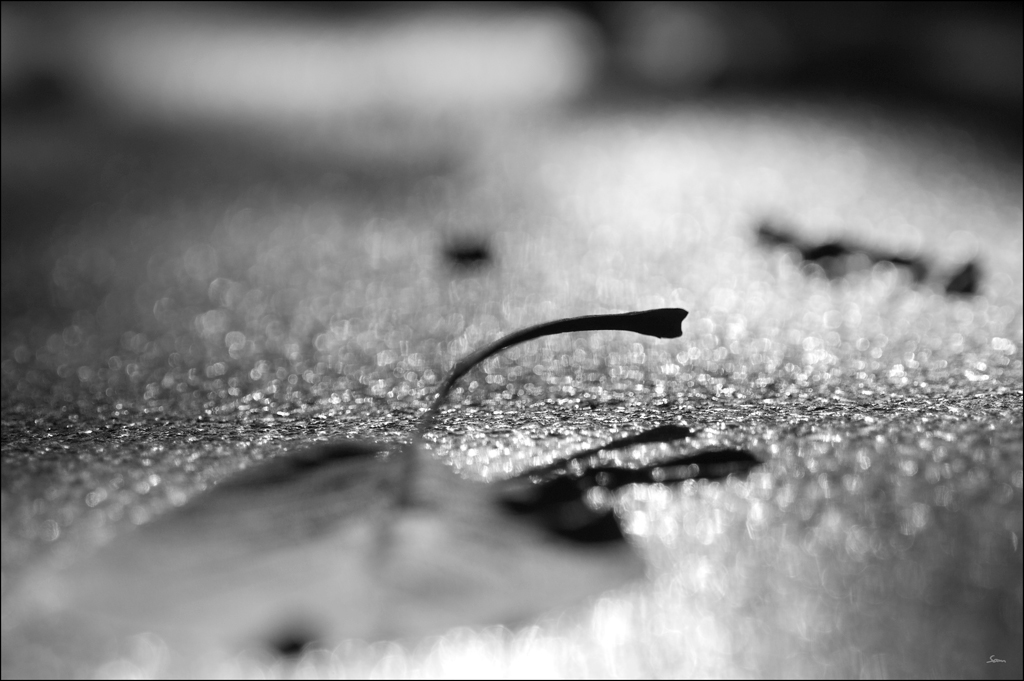 BlattDSC 0153