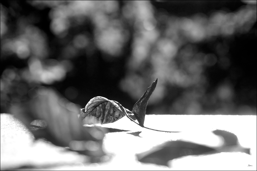 BlattDSC 0176