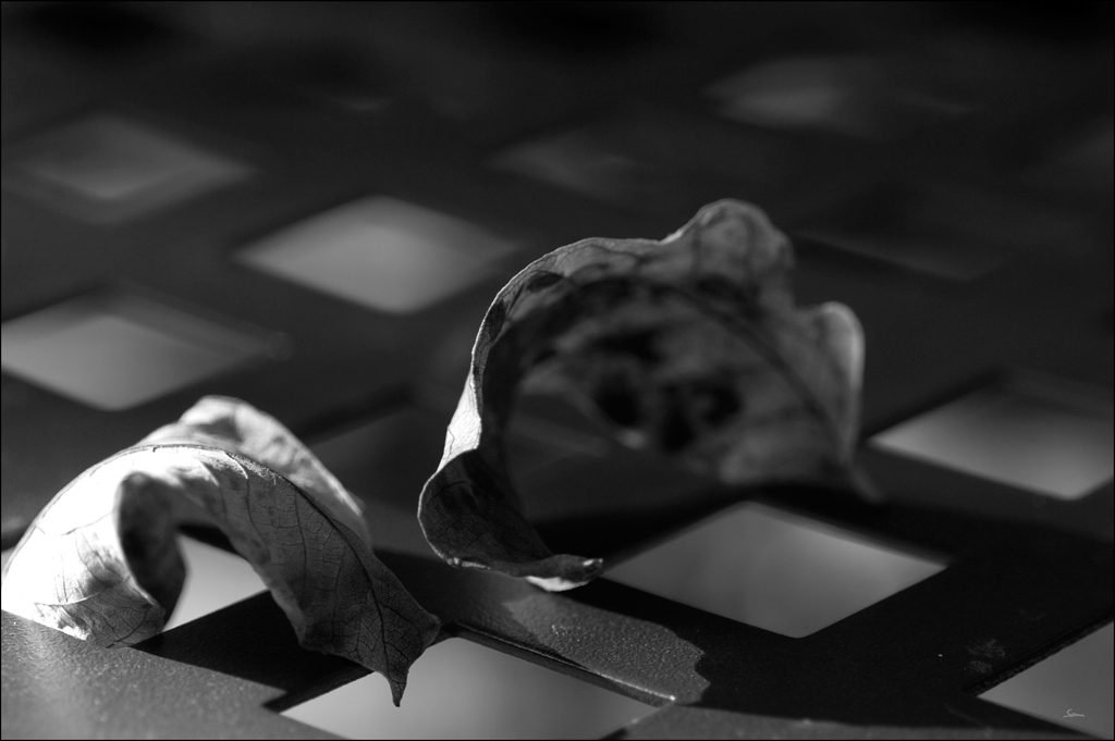 BlattDSC 0178