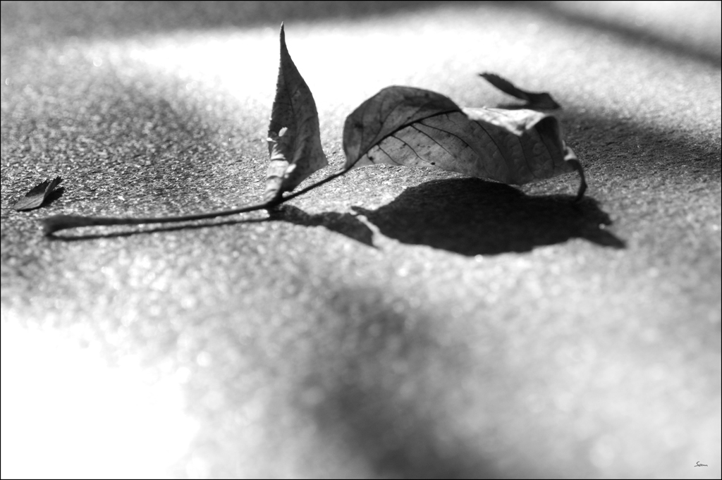BlattDSC 0179