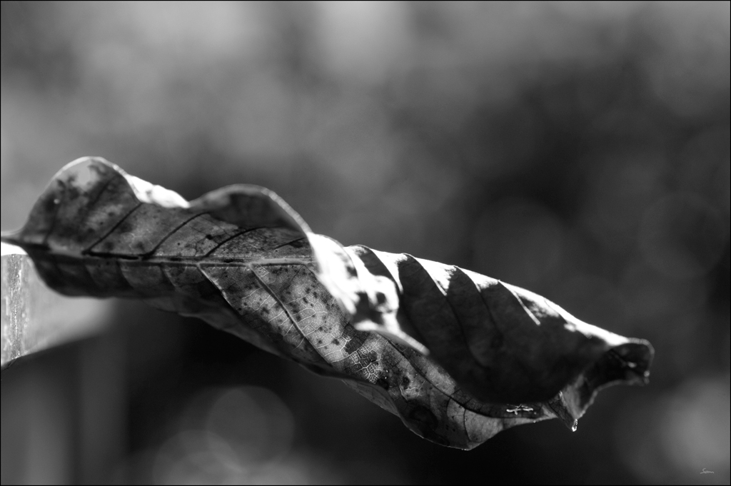 BlattDSC 0180