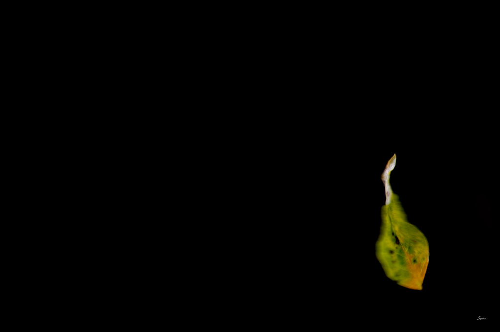 BlattDSC 6337