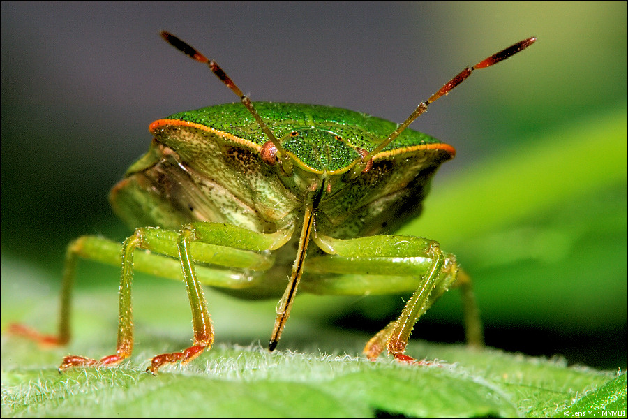 Blattwanze 02a