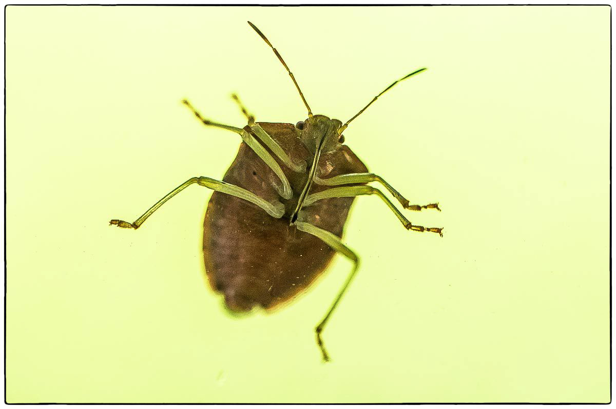 Blattwanze von unten 4 (1 von 1).JPG