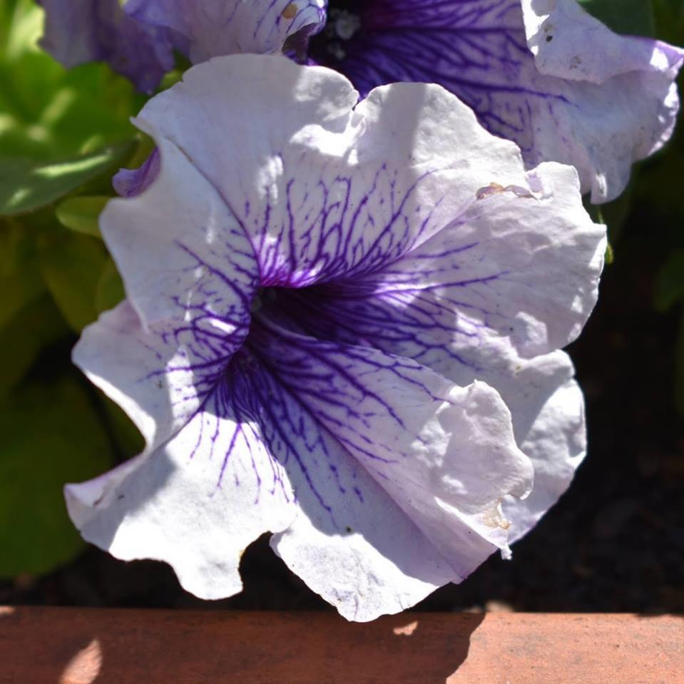 blau weisse petunienblüte