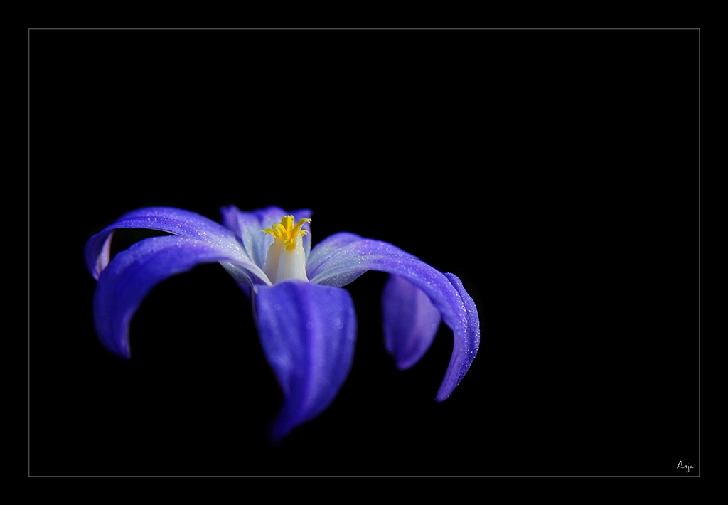 blau