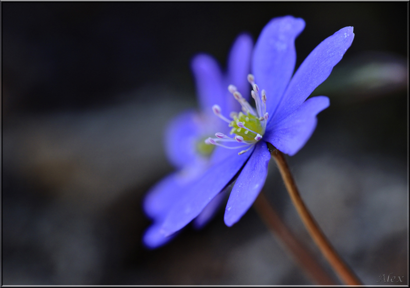 Blau