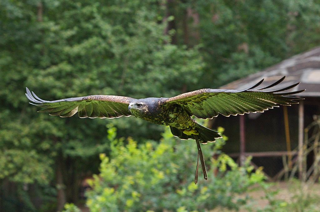 Blauadler