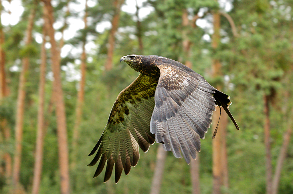 Blauadler