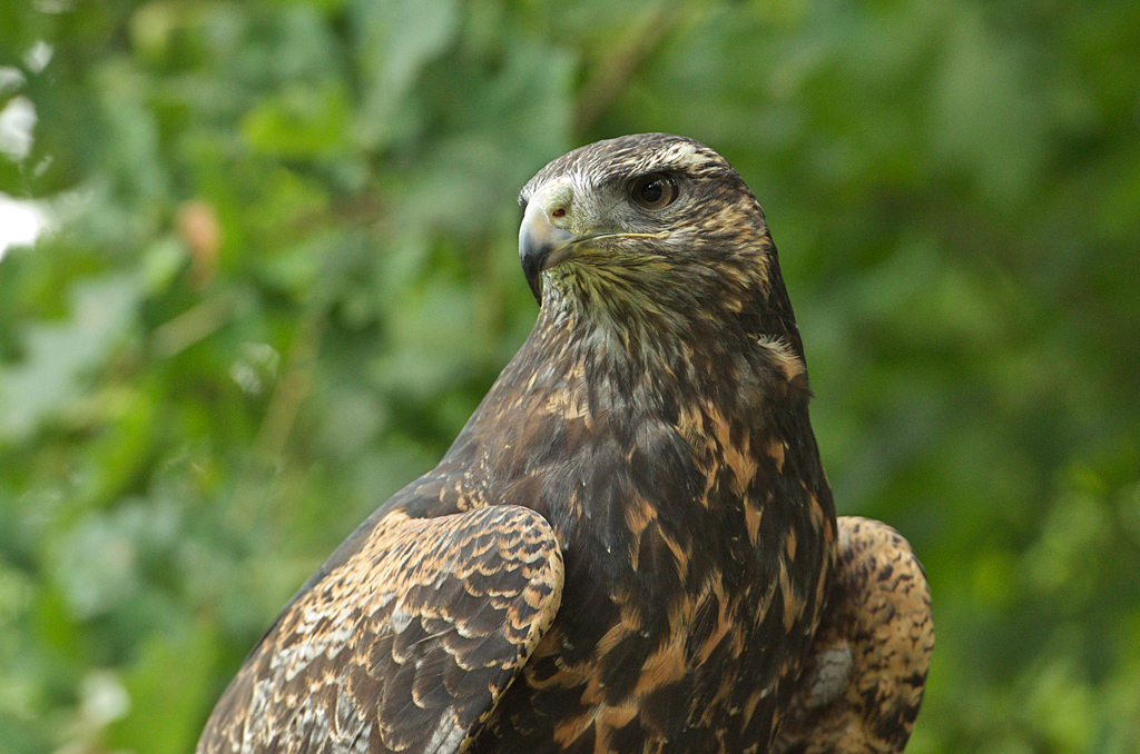 Blauadler