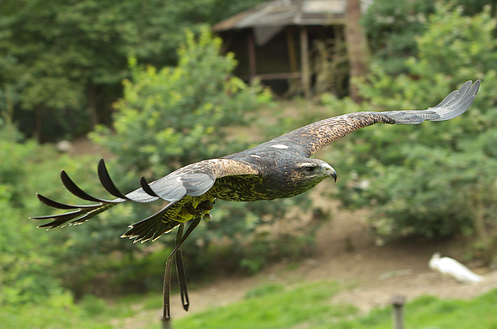 Blauadler