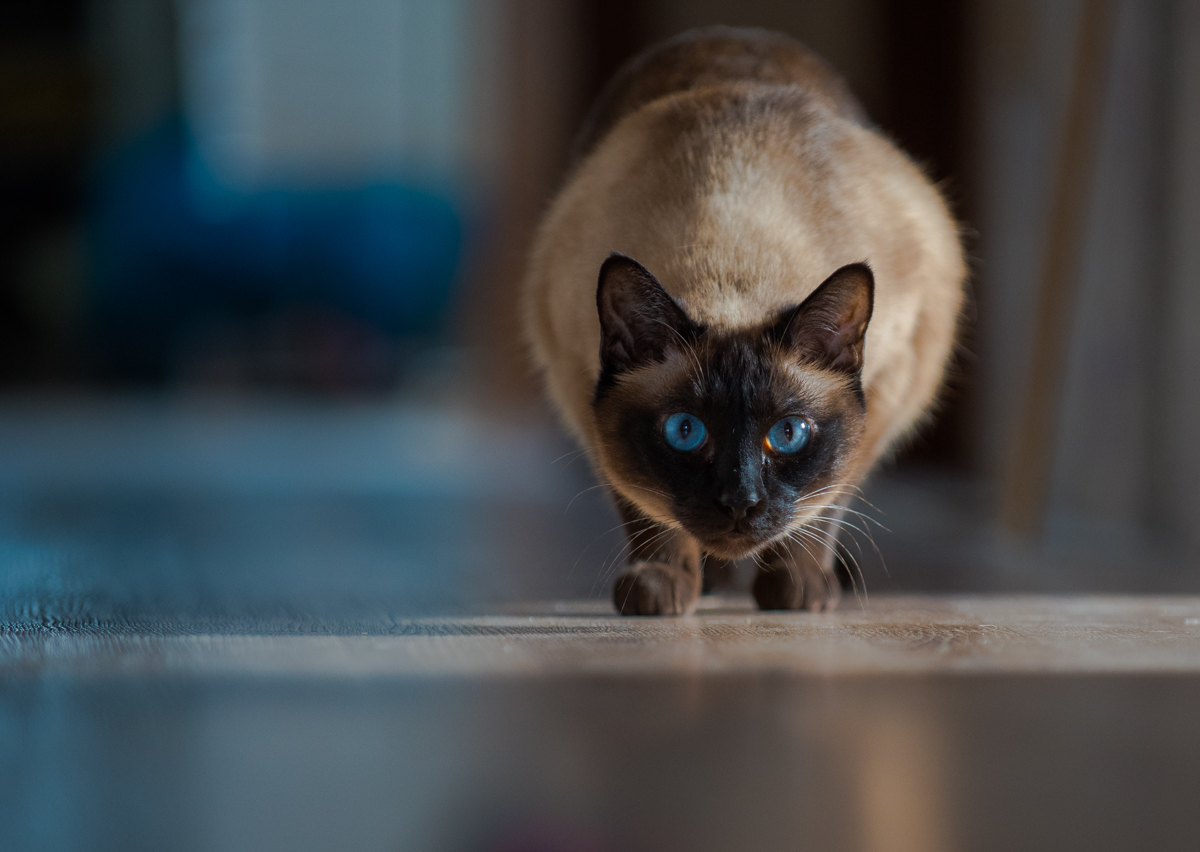 Blauauge