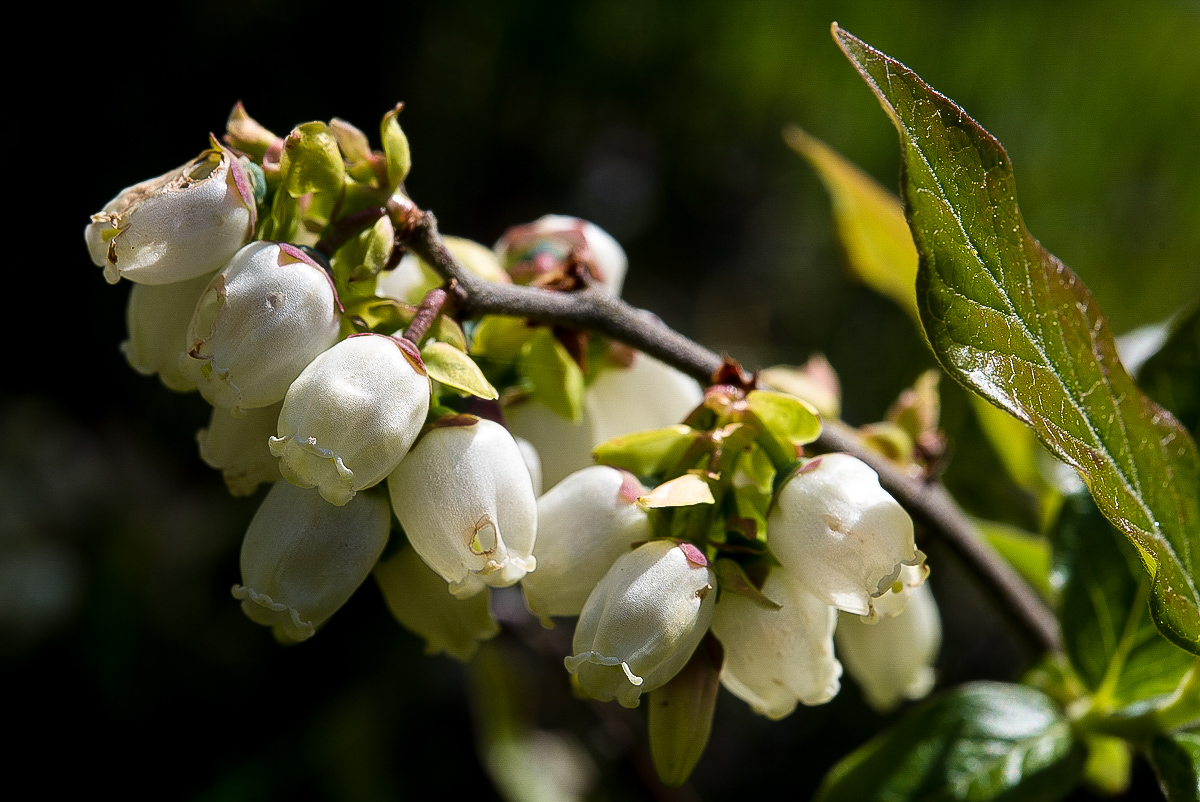 Blaubeerblüte.jpg