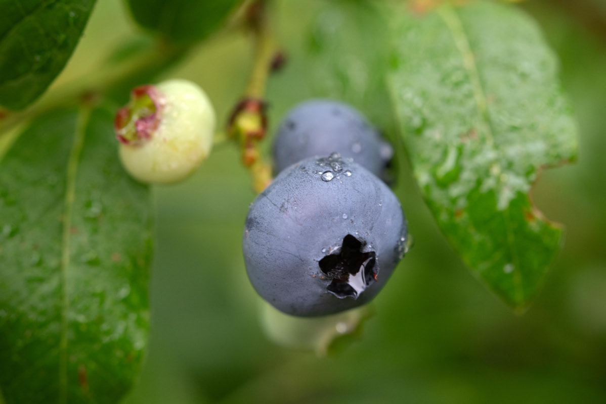 Blaubeere.jpg