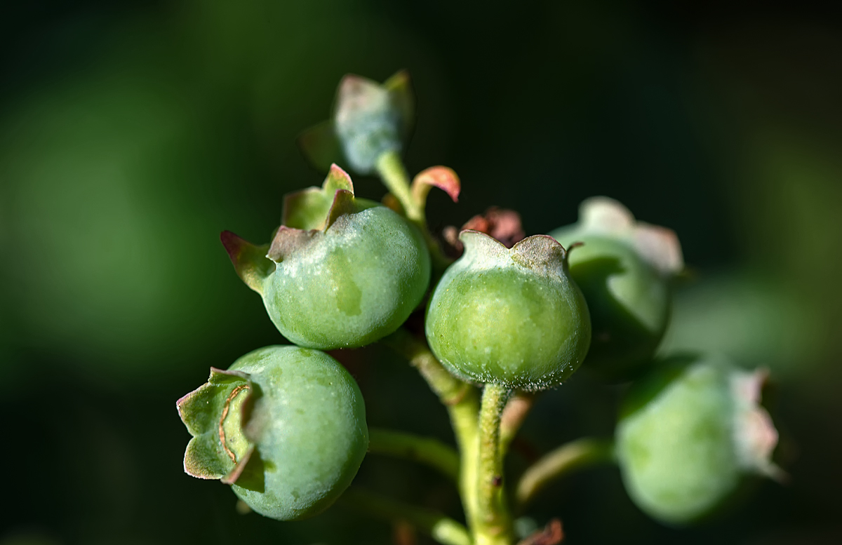 Blaubeeren.jpg