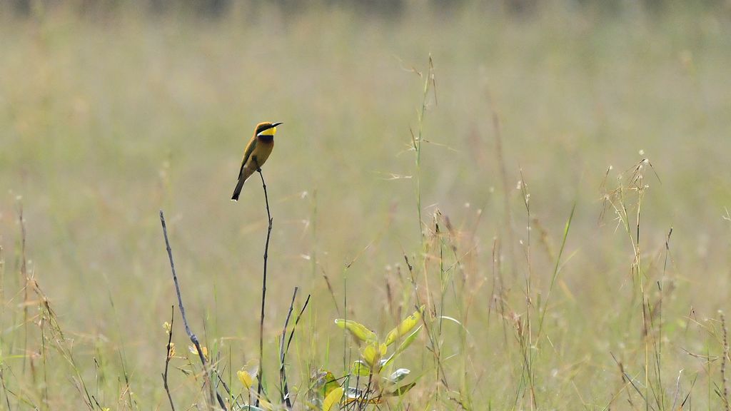 Blaubrustspint (Blue-breasted bee-eater)
6848