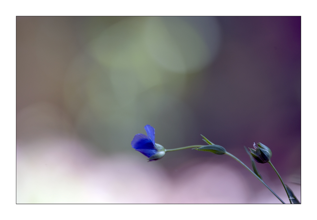 BlauDSC 1314