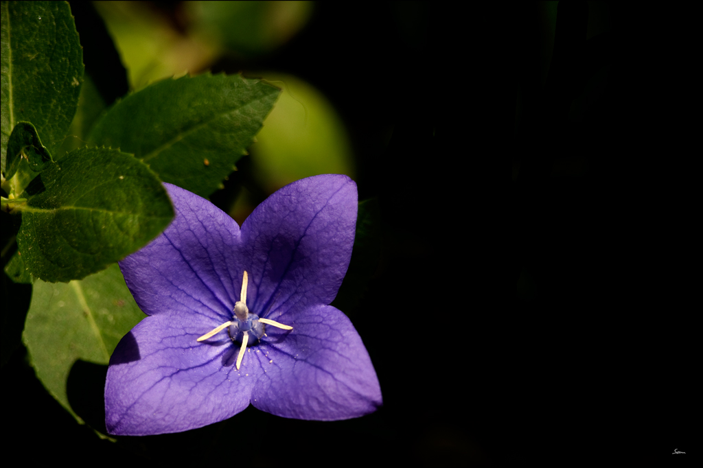 BlauDSC 6332