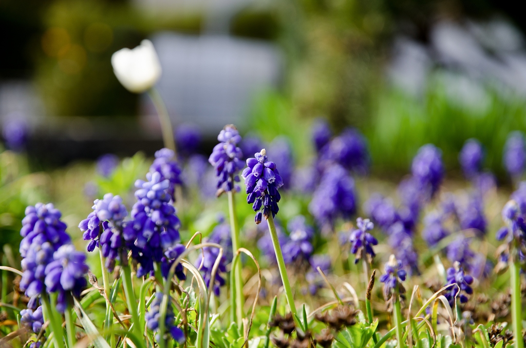 Blaue Blüten