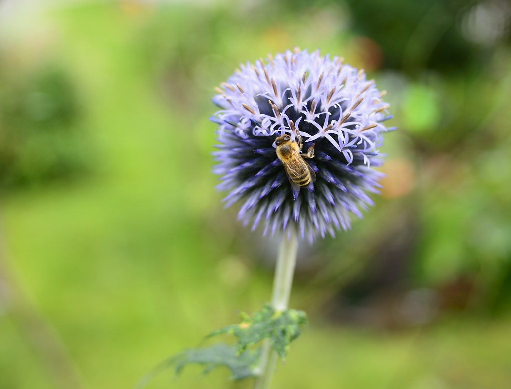 Blaue Blume mit Biene