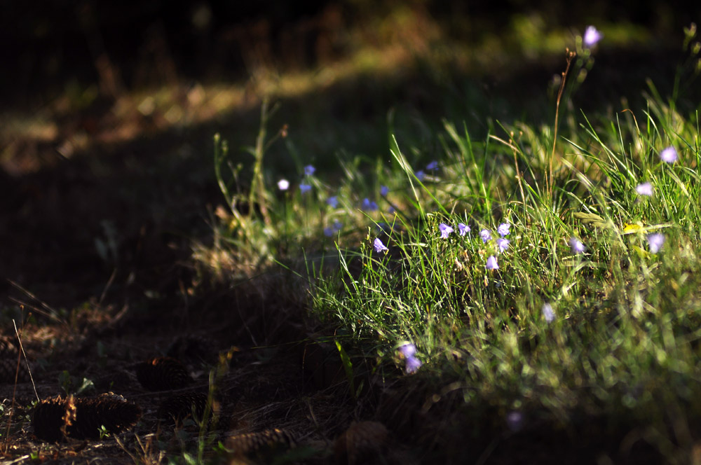 Blaue Blumen am Wegesrand