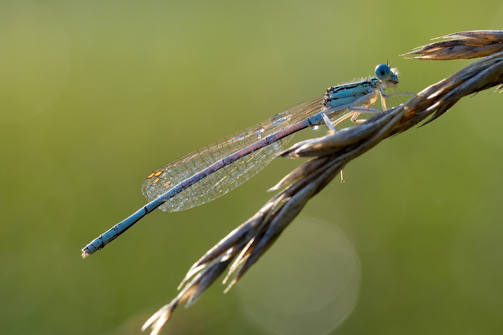 Blaue Federlibelle m 072014
